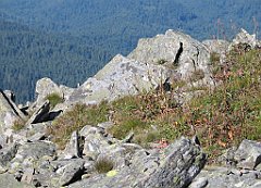 2728_Na_BG_goloborze