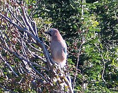 2775a_Sokolica_sojka