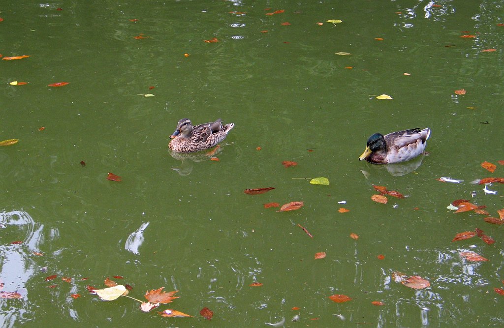 15660_Kaczki.JPG
