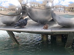 16839_Wrobel_w_kapieli