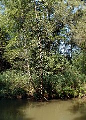 IMG_x18064_X44_P09010478_cr