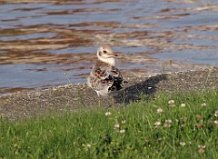 2012-07-02_19-24-24_IMG_x27241_cr