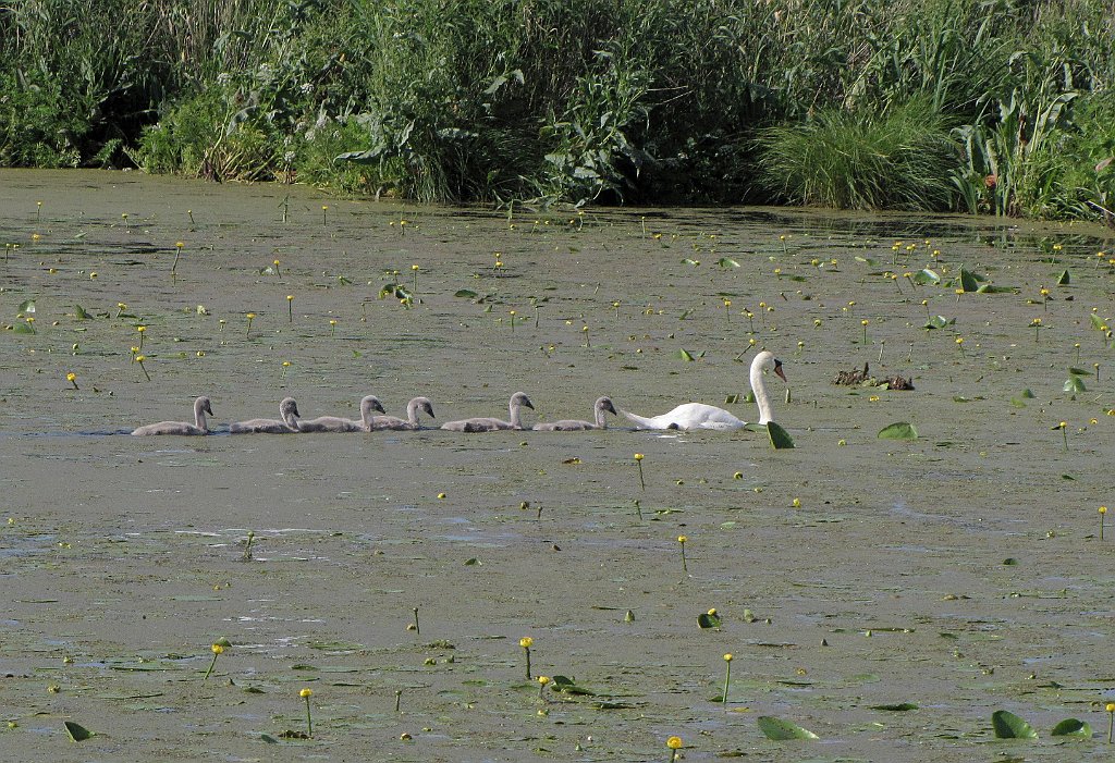 2012-07-02_16-29-59_IMG_x27114_cr.jpg -                                