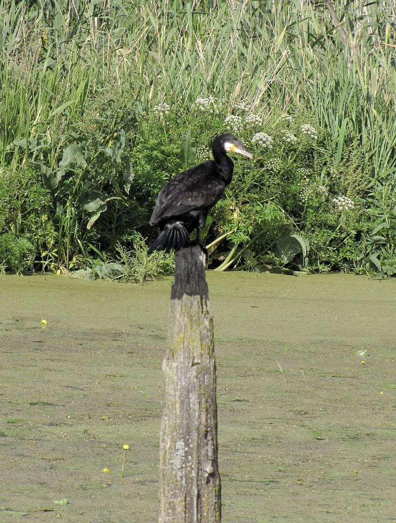 2012-07-02_16-31-05_IMG_x27117_cr.jpg -                                