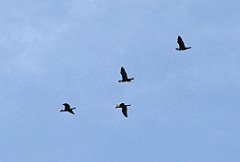 2012-07-02_09-32-39_IMG_x26800_cr