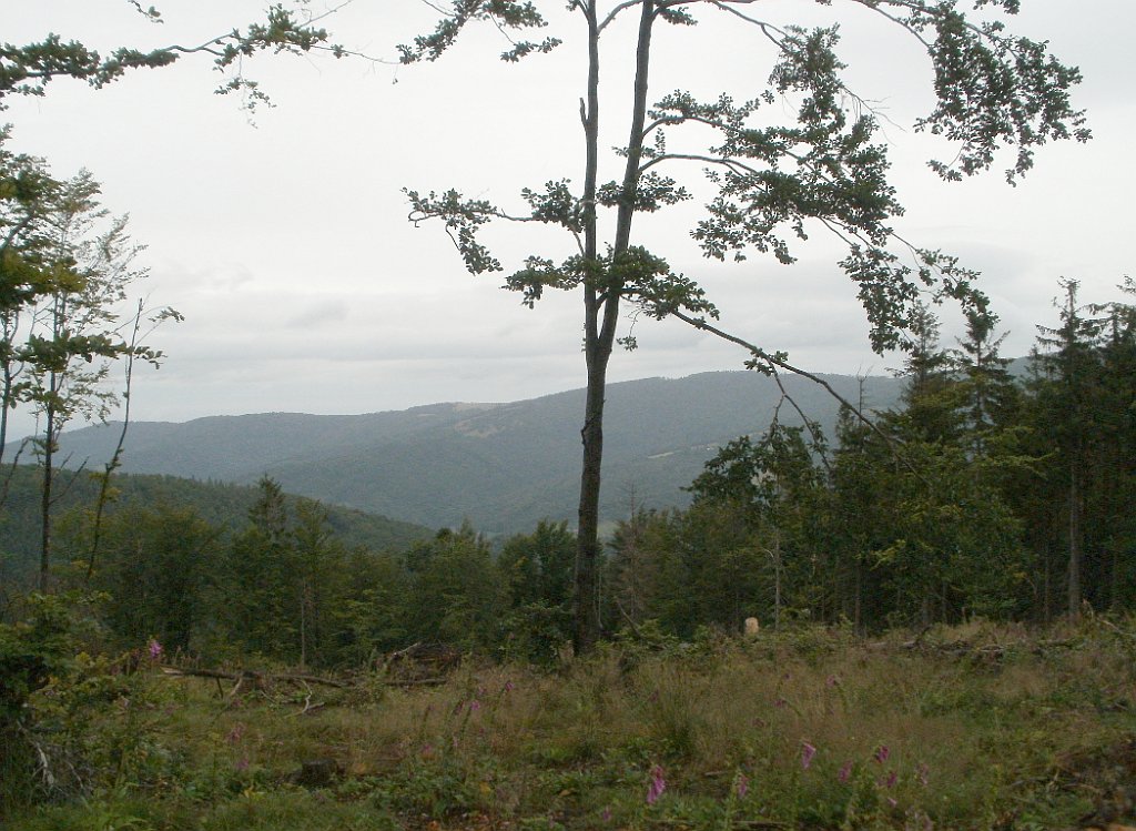 X44_P07130153_cr.jpg - OLYMPUS DIGITAL CAMERA         