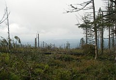 IMG_x29814_X44_P08150247_cr