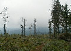 IMG_x29814_X44_P08150254_cr