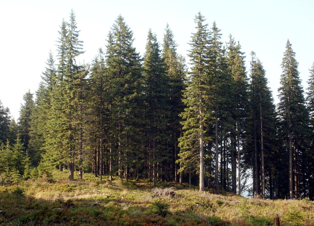 X44_P08230336_cr.jpg - OLYMPUS DIGITAL CAMERA         