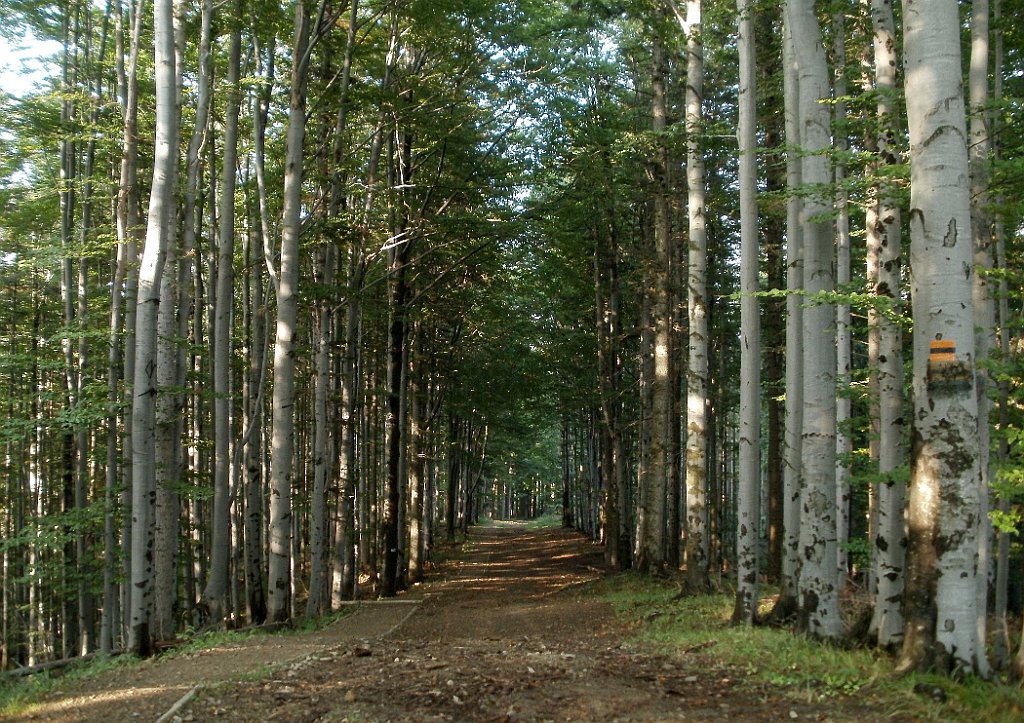 X44_P08230343_cr.jpg - OLYMPUS DIGITAL CAMERA         