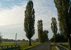 IMG_x33700_X44_P09230848_cr