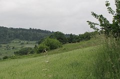 037_IMG_x46521_cr