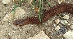 445_TZ60_P1040830_cr