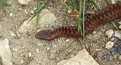 446_TZ60_P1040831_cr