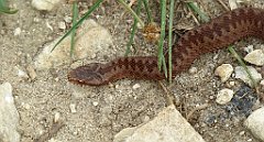 447_TZ60_P1040832_cr