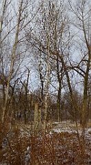 333_TZ60_P1070982_cr