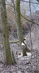 071_TZ60_P1080831_cr