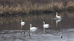 132_TZ60_P1080881_cr