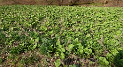 113_TZ60_P1090843_cr