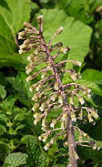 115_TZ60_P1090845_cr