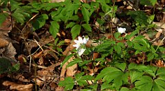 127_TZ60_P1090855_cr