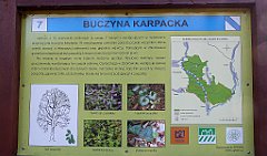 175_TZ60_P1090878_cr