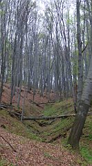 018_TZ60_P1100179_cr