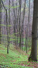 041_TZ60_P1100195_cr