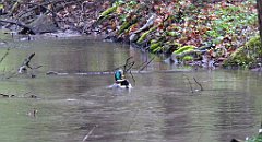 044_TZ60_P1100198_cr