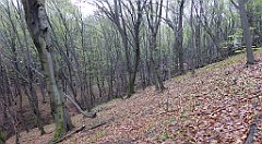 066_TZ60_P1100217_cr