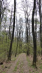 135_TZ60_P1100312_cr