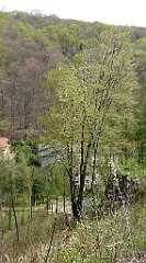 368_TZ60_P1100528_cr