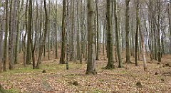 419_TZ60_P1100551_cr