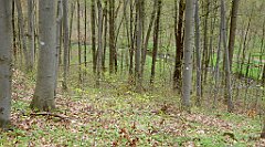 448_TZ60_P1100573_cr