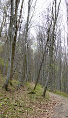 449_TZ60_P1100574_cr