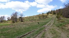 175_TZ60_P1100941_cr