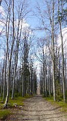 313_TZ60_P1110126_cr