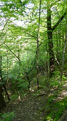 112_TZ60_P1110285_cr