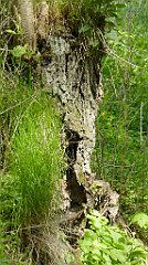 145_TZ60_P1110317_cr