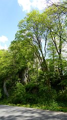 275_TZ60_P1110342_cr