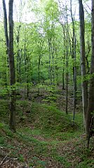 422_TZ60_P1110371_cr