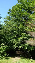 0226_TZ60_P1110795_cr