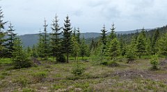 119_TZ60_P1110978_cr