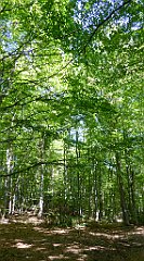 0140_TZ60_P1120090_cr