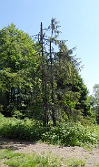 0162_TZ60_P1120101_cr