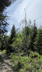 0168_TZ60_P1120107_cr