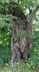 0408_TZ60_P1120404_cr