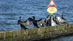 0348_TZ60_P1120973_cr