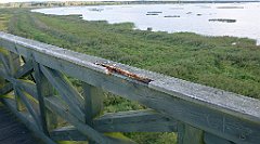 0172b_3D_P1100766_cr