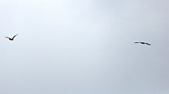 0212_TZ60_P1140031_cr